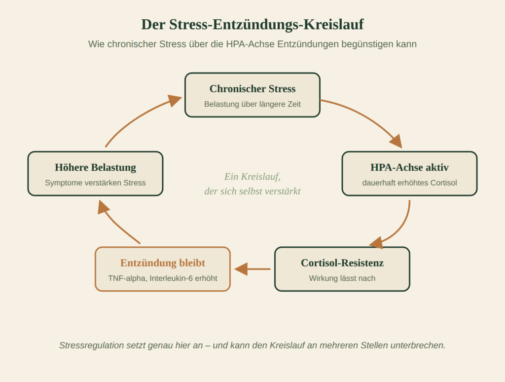 Der Stress-Entzündungs-Kreislauf Kreislaufdiagramm: Chronischer Stress aktiviert dauerhaft die HPA-Achse, führt zu Cortisol-Resistenz und anhaltender Entzündung, deren Symptome wiederum den Stress erhöhen.